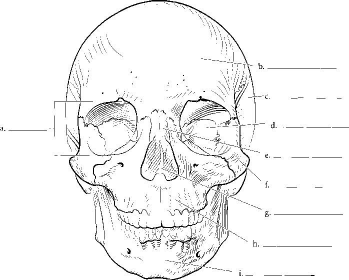 Printable coloring pages skull anatomy skull coloring pages coloring pages