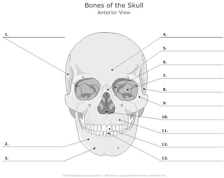 Skullbonesunlabeled human skull anatomy skull anatomy skeleton anatomy