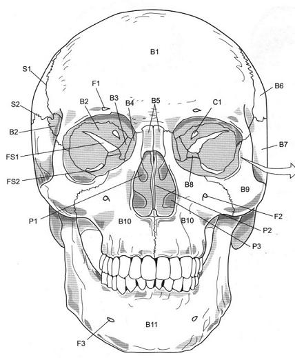 Define the following views and points of axial skeleton in skull flashcards flashcards by proprofs