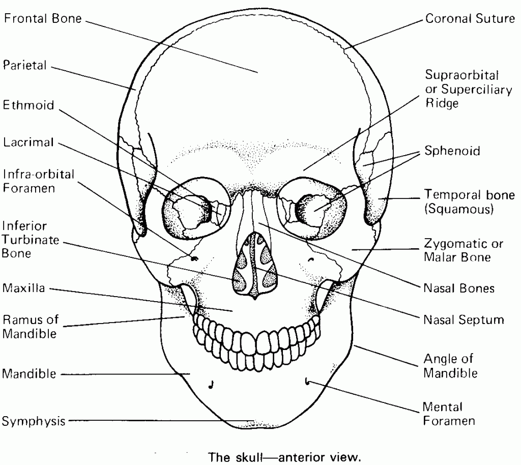 Printable coloring pages skull anatomy skull coloring pages anatomy coloring book