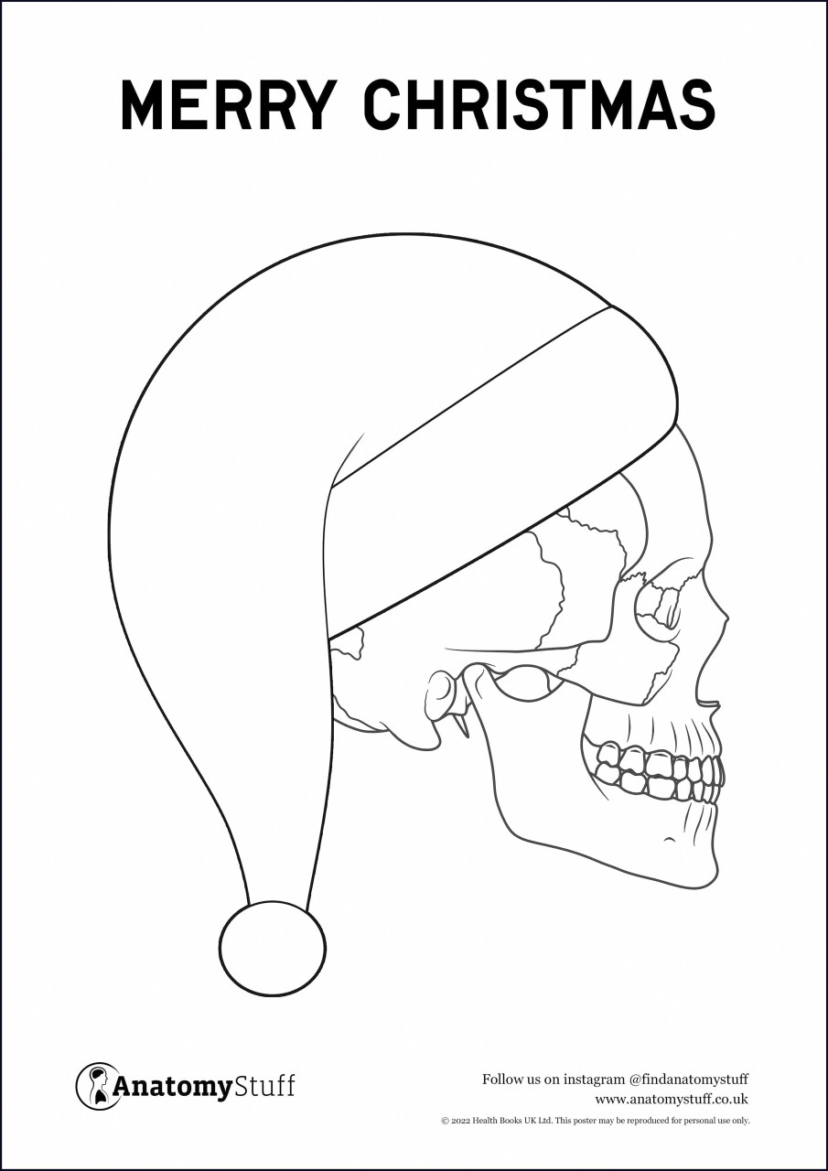 Christmas skull anatomy poster printable pdf anatomy revision tools