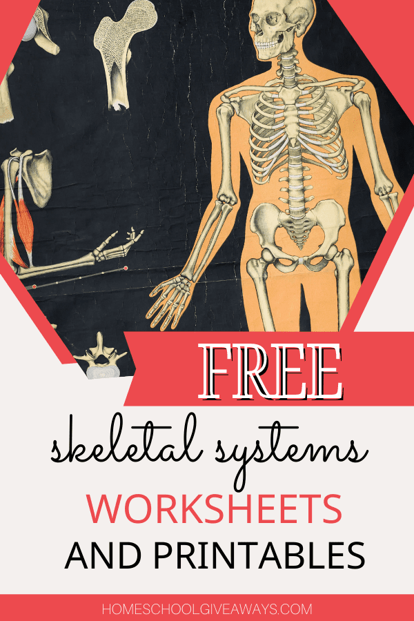 Free skeletal system worksheets and printables