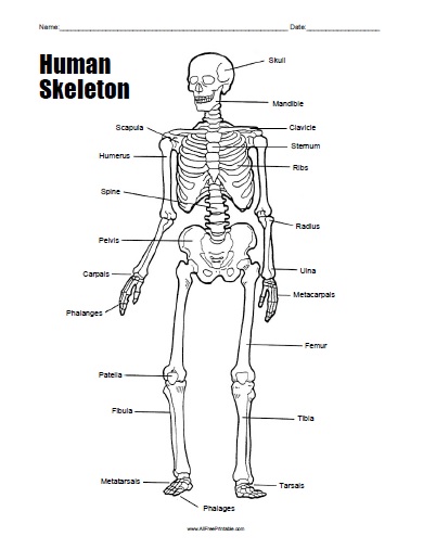 Human skeleton worksheet â free printable