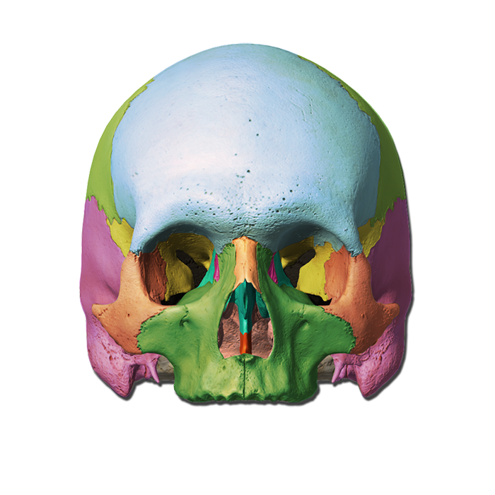 Skull labeling quiz