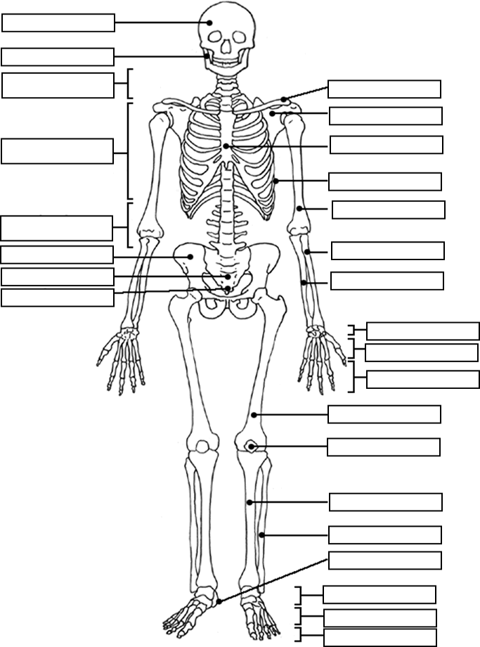 Label the skeleton