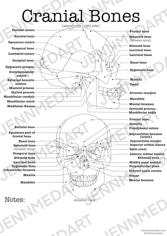 Cranial bones anatomy coloring page labeled digital download skull anatomy diagram anatomy worksheet med student study guide anatomy art