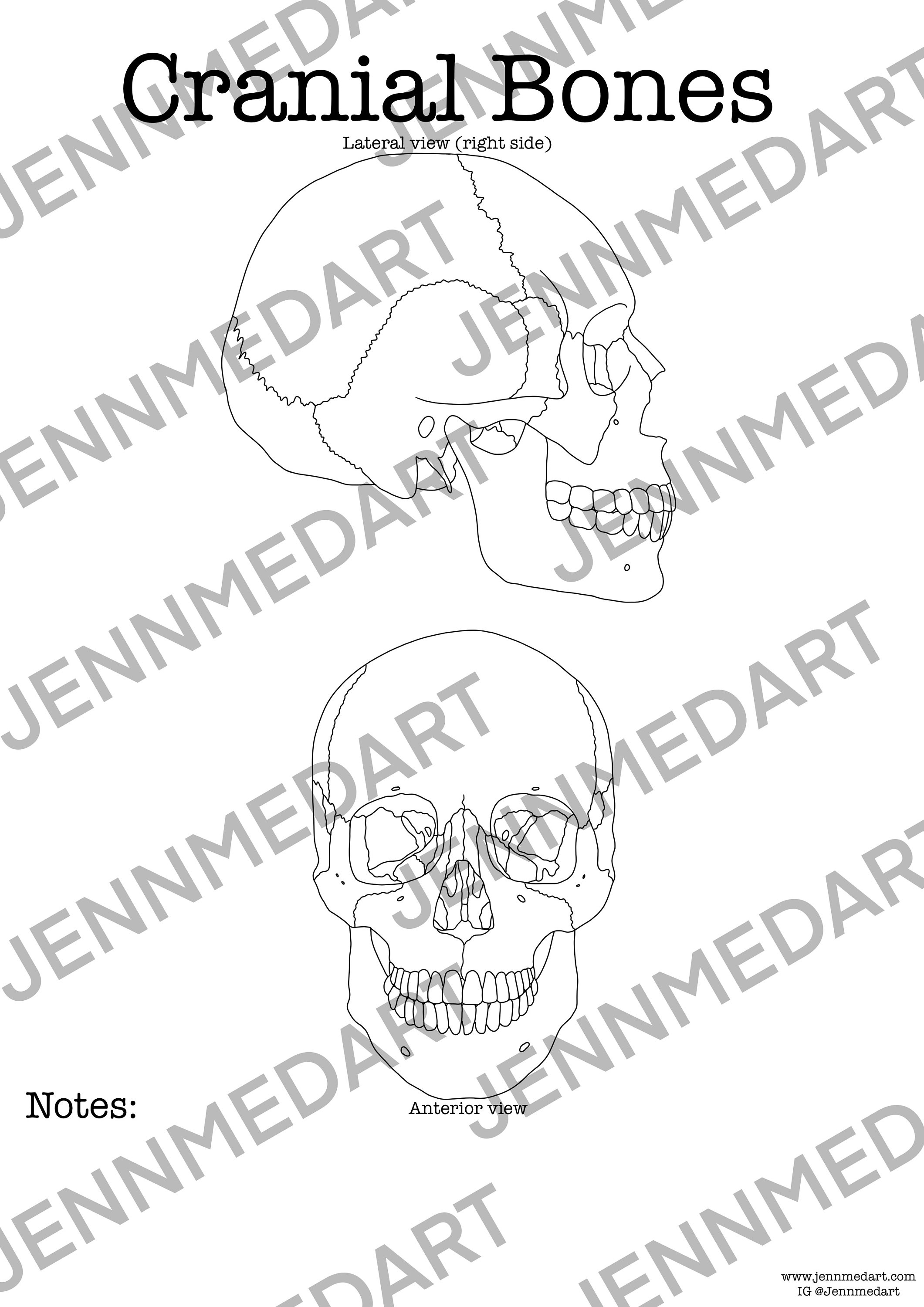 Cranial bones anatomy coloring page