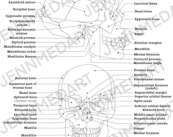 Cranial bones anatomy coloring page labeled digital download skull anatomy diagram anatomy worksheet med student study guide anatomy art