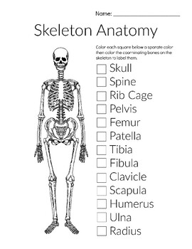 Bone anatomy skeleton labeling worksheets by hatching curiosity