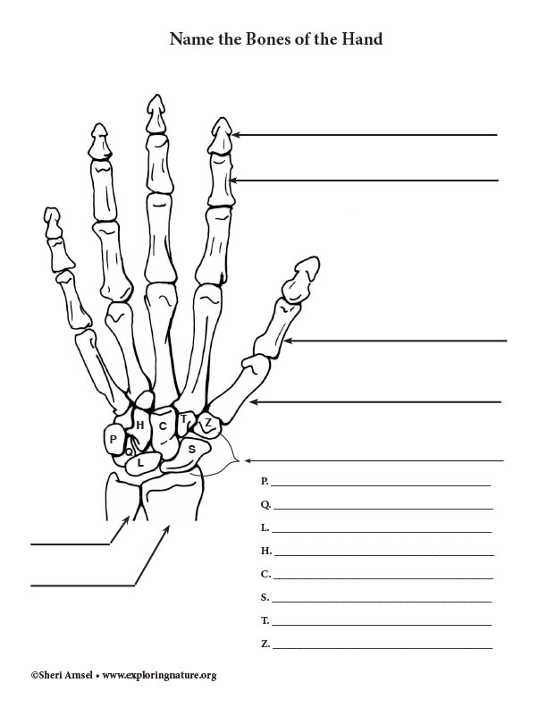 Color and label the muscular and skeletal systems