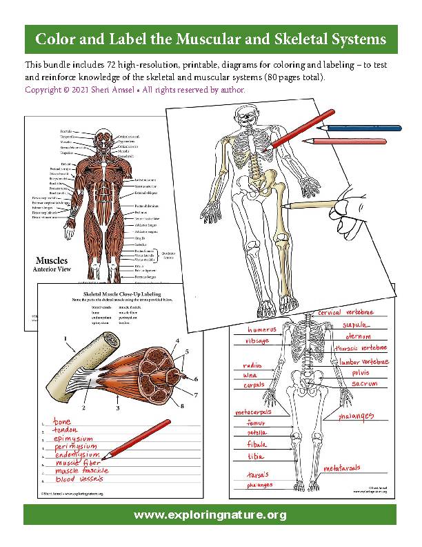 Muscular and skeletal systems