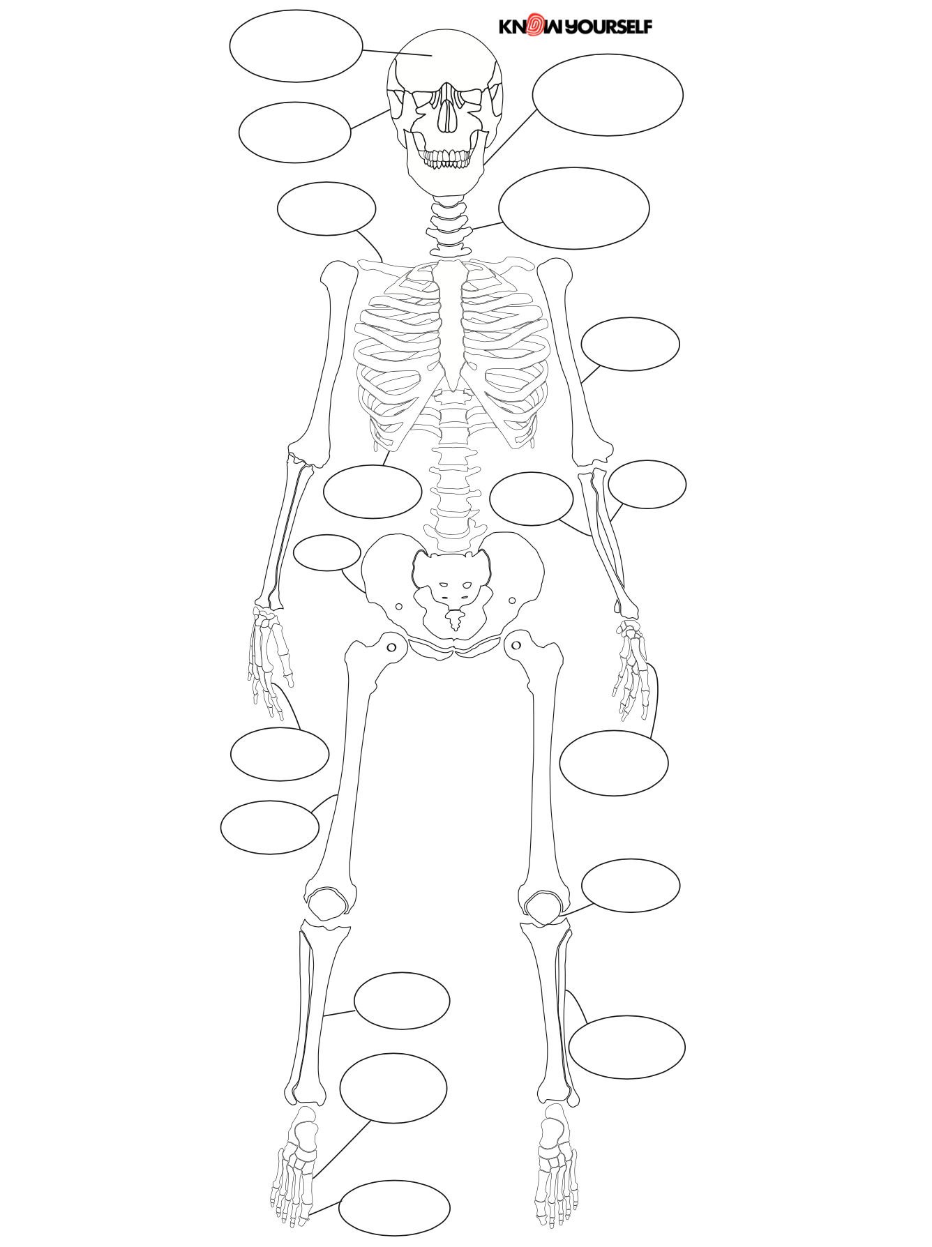 Skeleton poster diagram activity