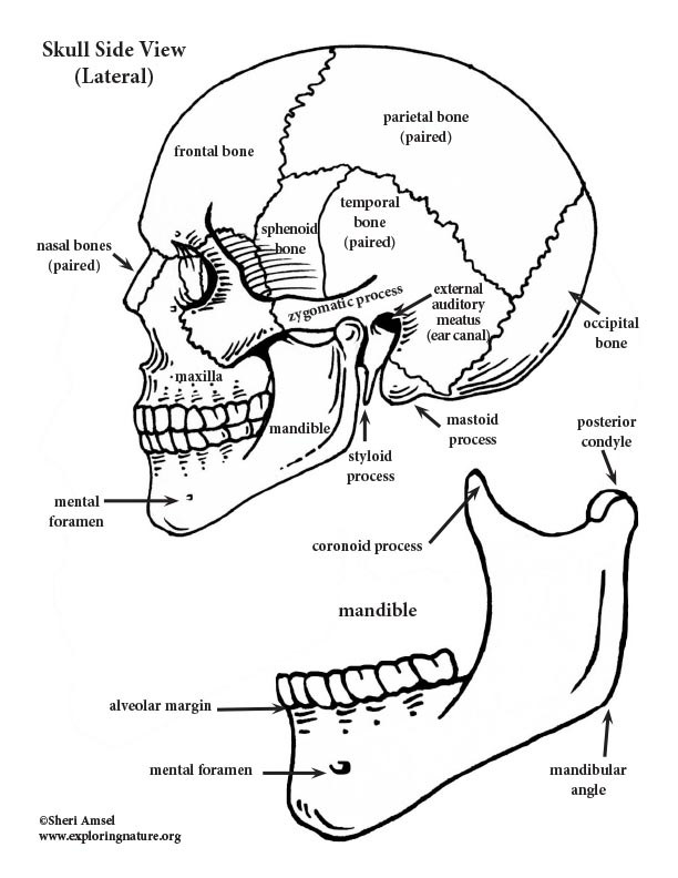 Color and label the muscular and skeletal systems