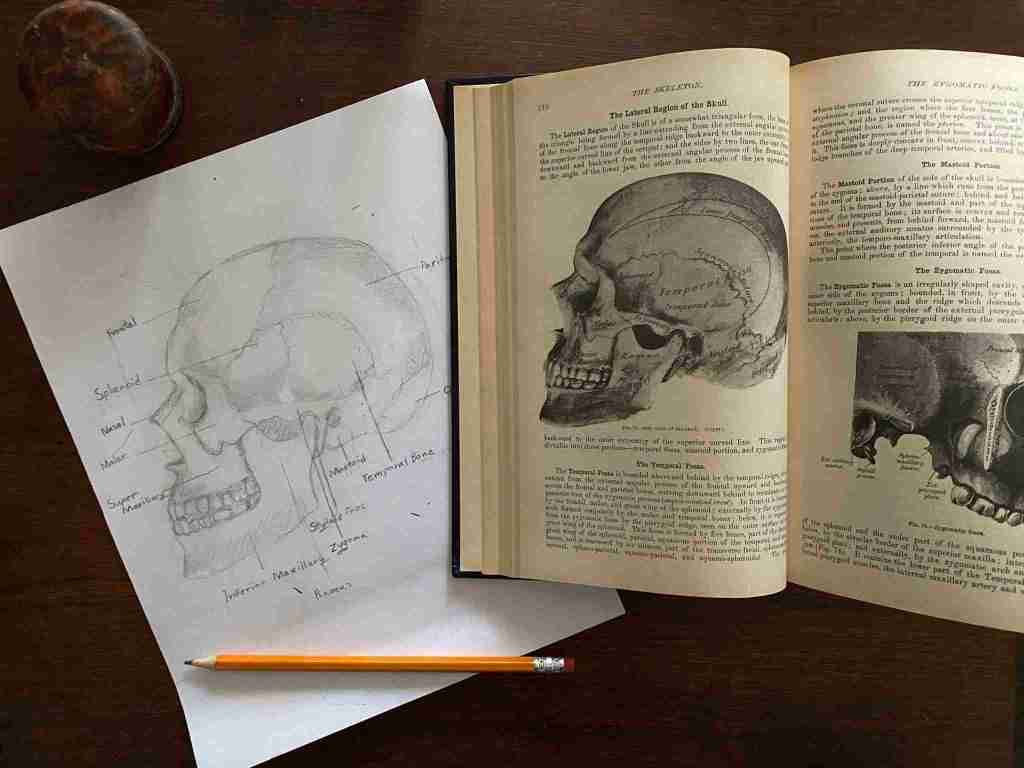 Free worksheet anatomy of the human skull skull coloring page