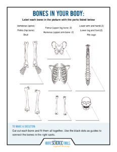 Human skeleton science coloring page