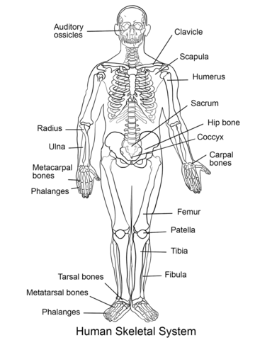 Human skeletal system coloring page free printable coloring pages
