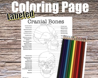 Cranial bones anatomy coloring page labeled digital download skull anatomy diagram anatomy worksheet med student study guide anatomy art