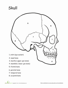 Awesome anatomy skull science worksheet education life science anatomy skull anatomy