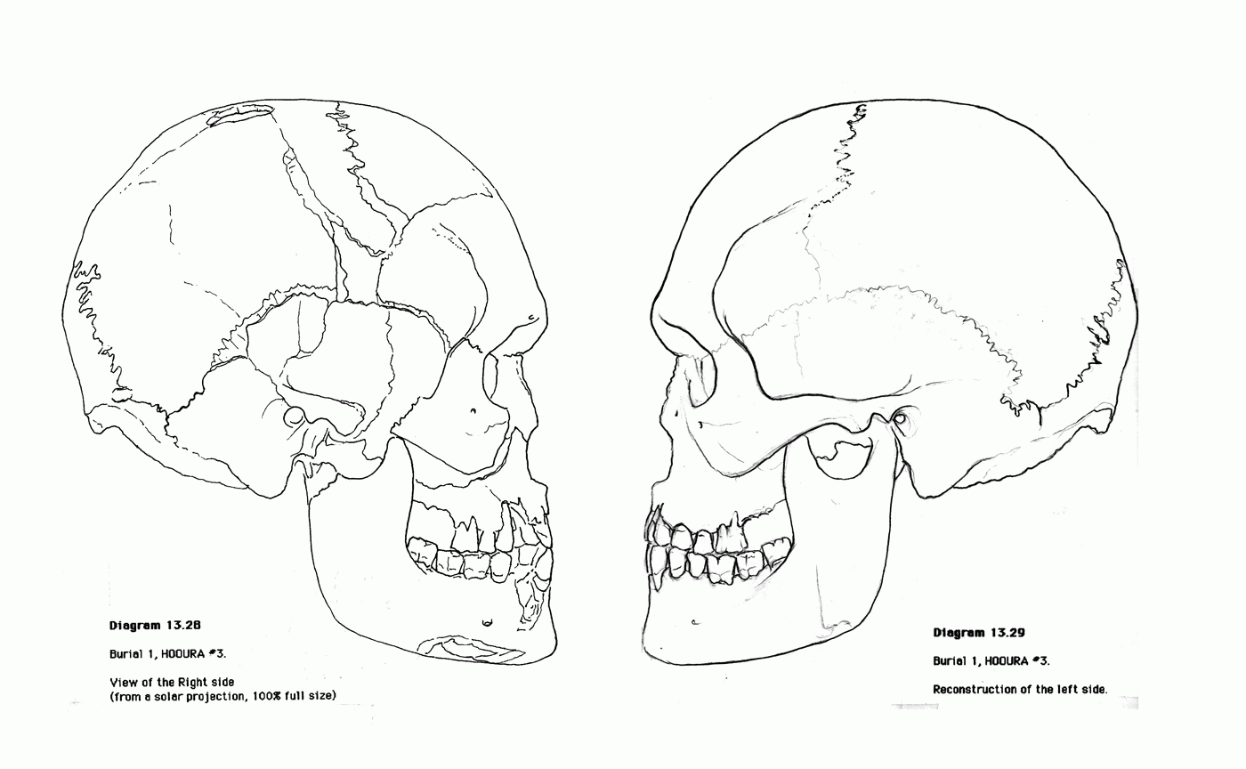 Skull diagram