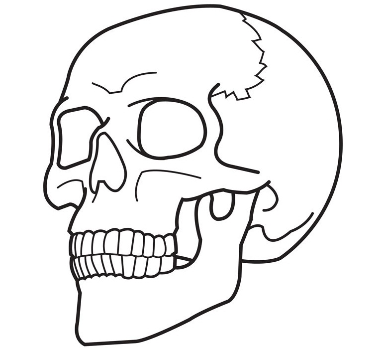 Free printable skull coloring pages for kids