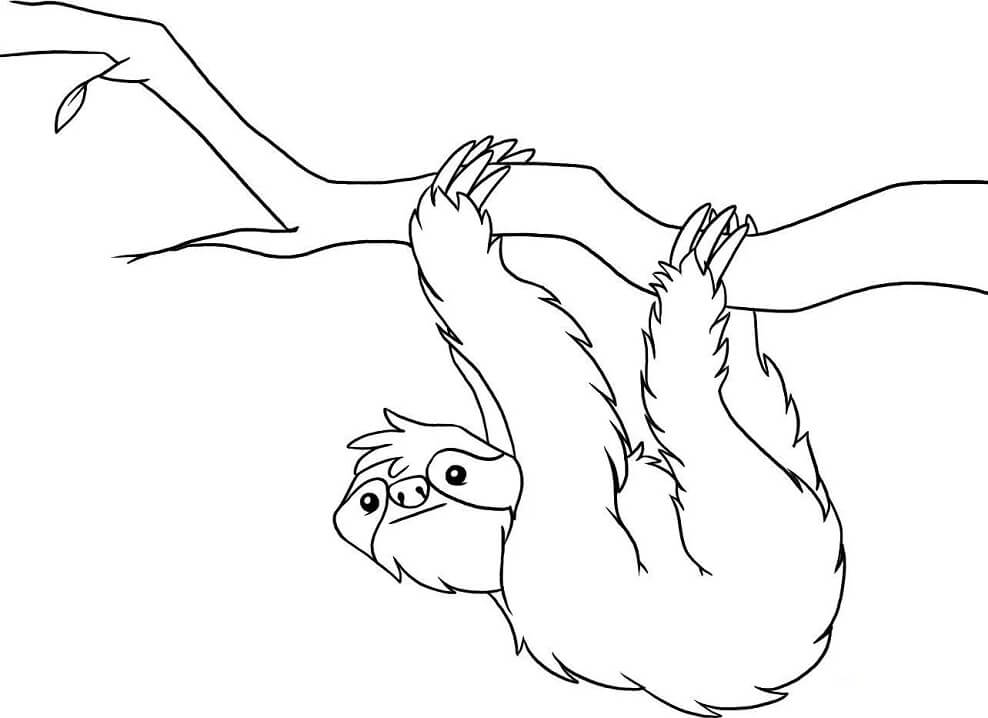 Sloth coloring pages