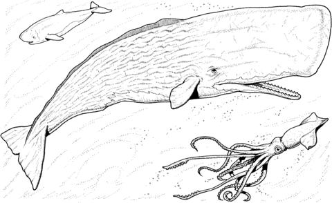 Sperm whale baby and greater hooked squid coloring page from sperm whales category select from pâ whale coloring pages whale pictures baby coloring pages