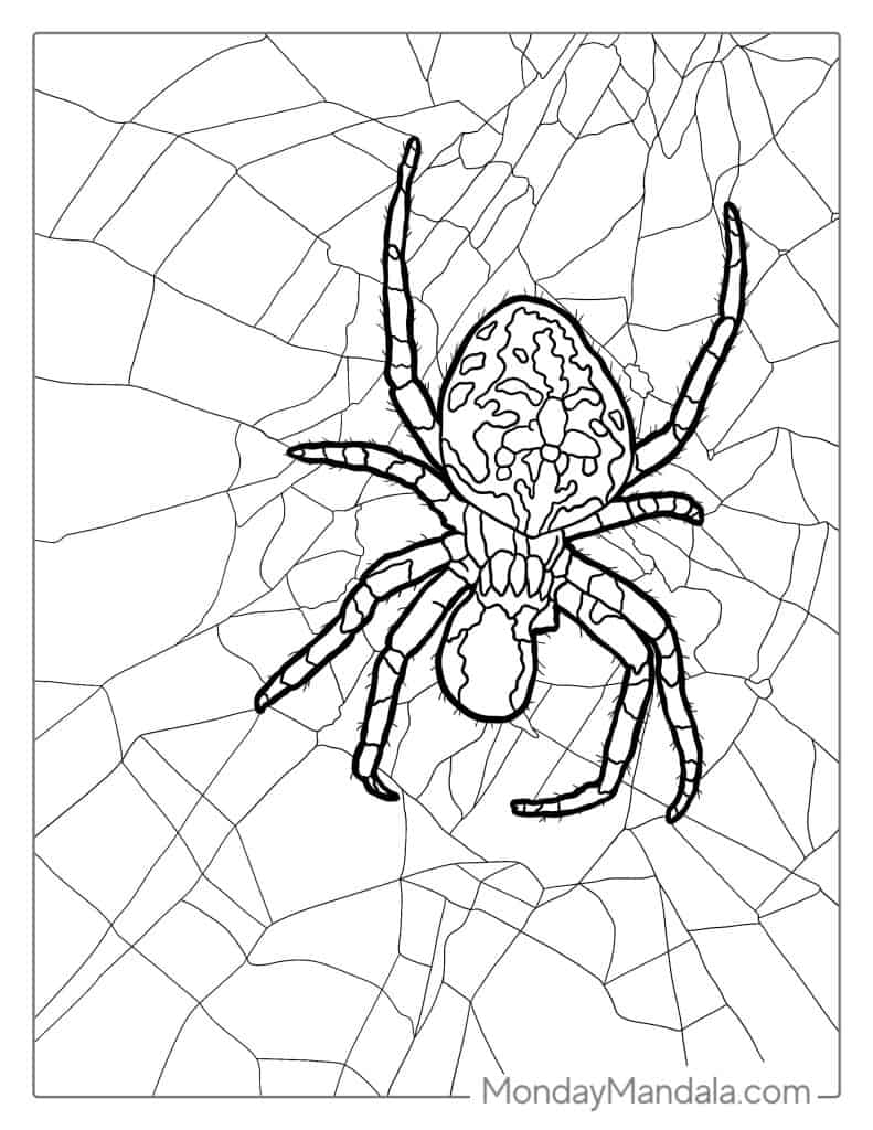 Spider coloring pages free pdf printables