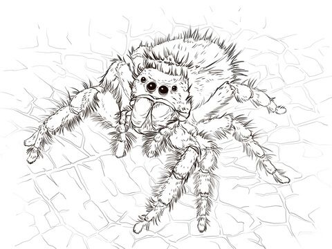 Daring jumping spider coloring page spider coloring page spider art spider drawing