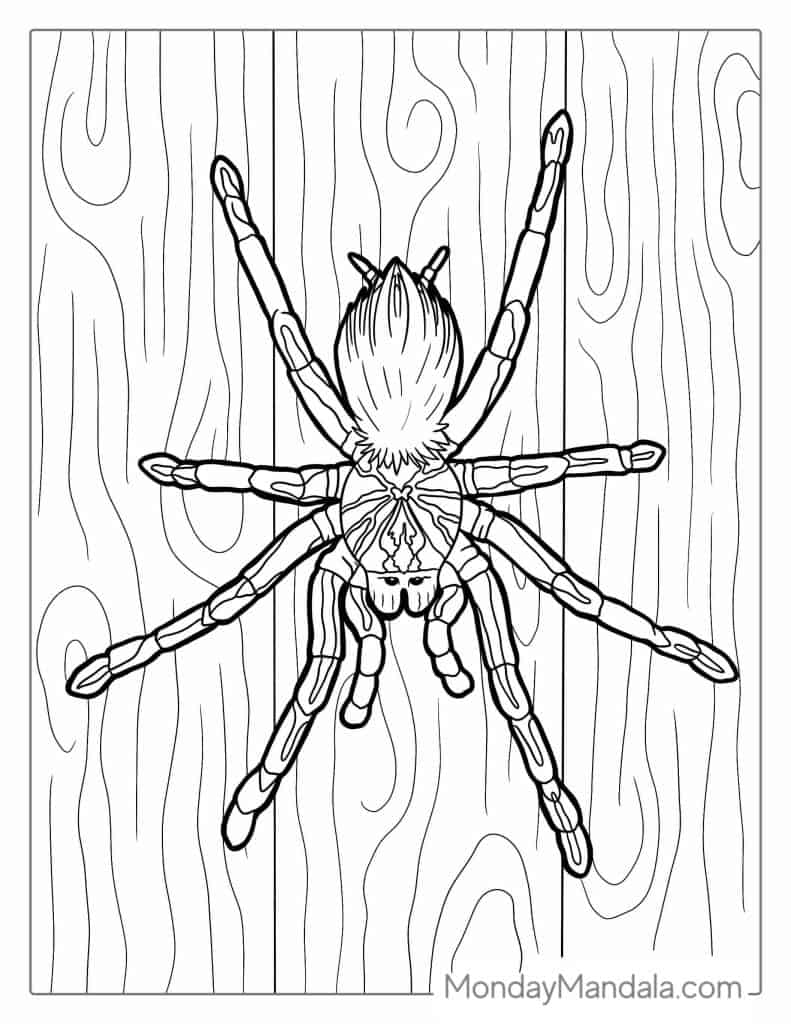 Spider coloring pages free pdf printables