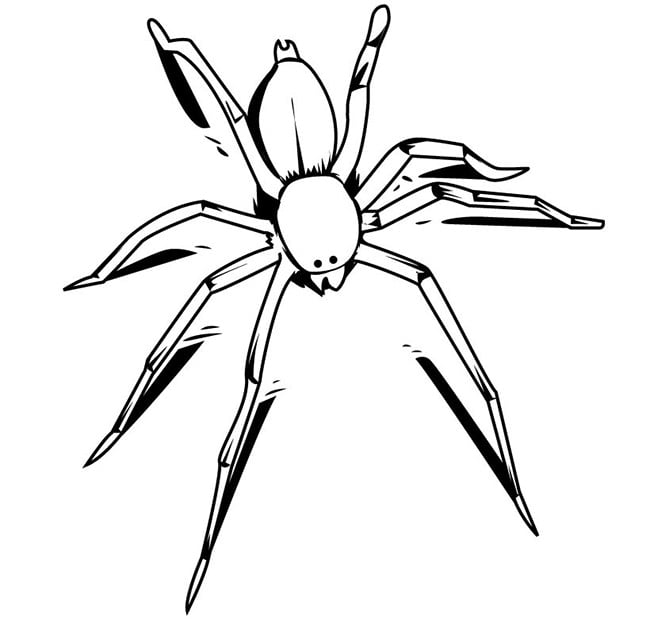 Spider shape