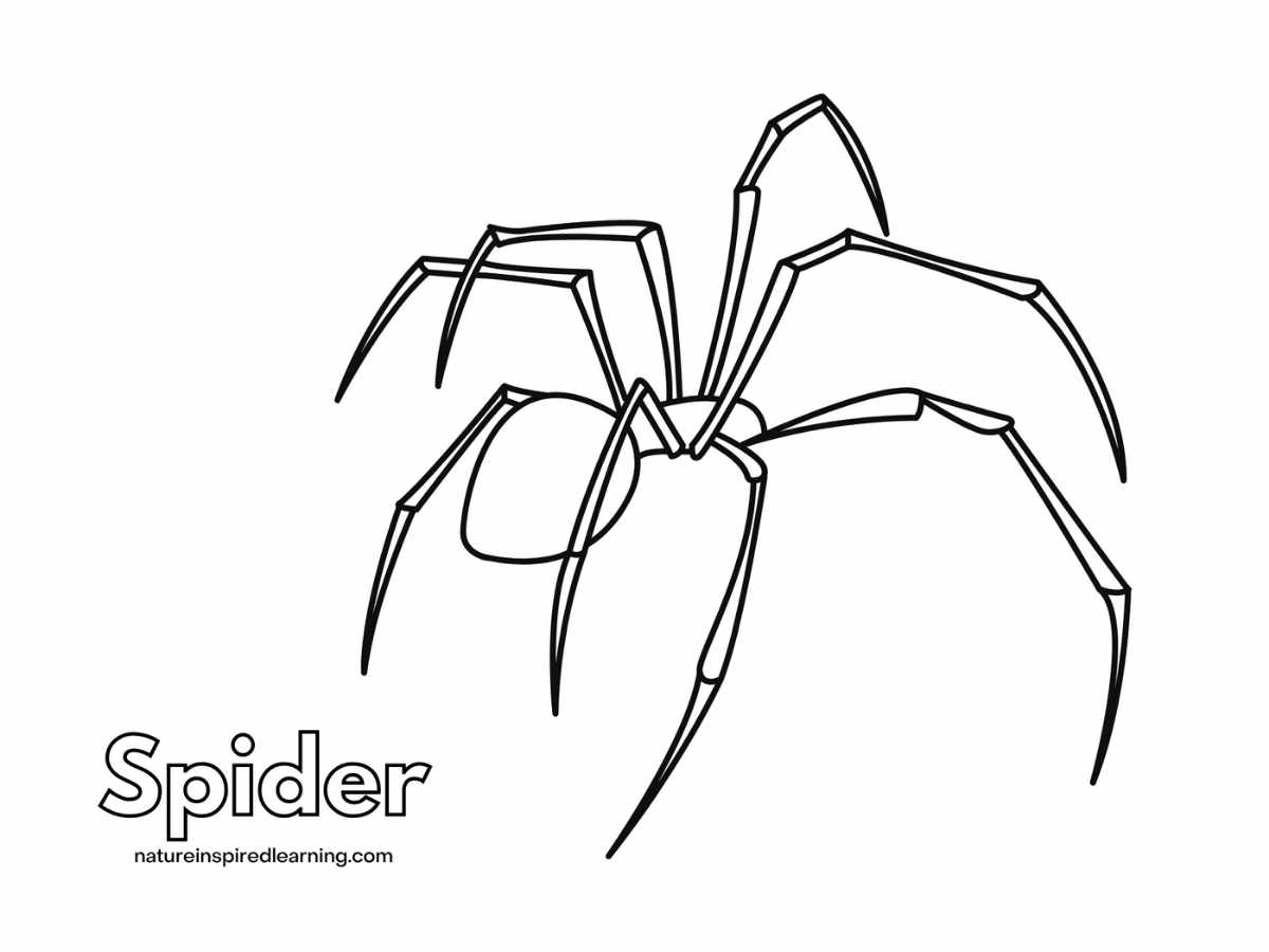 Spider coloring pages