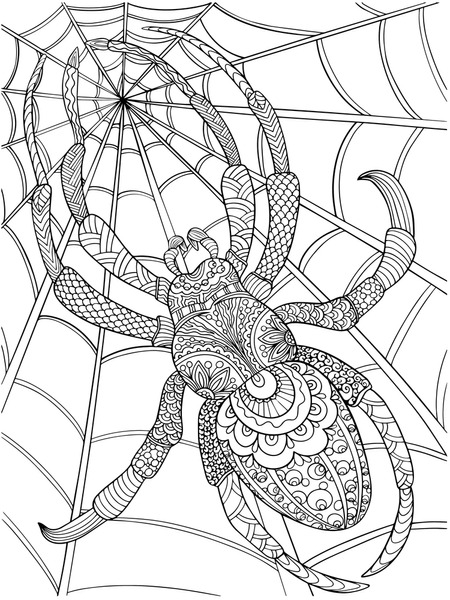 Adult coloring page spider images stock photos d objects vectors