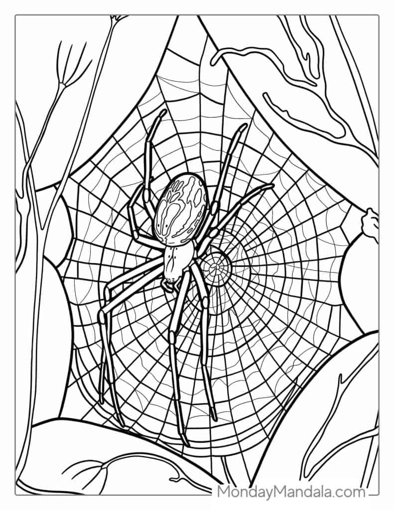 Spider coloring pages free pdf printables