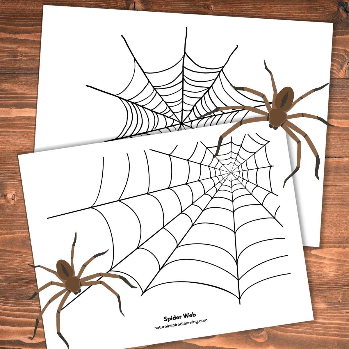 Spider web coloring pages