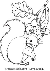 Squirrel coloring pages images stock photos d objects vectors