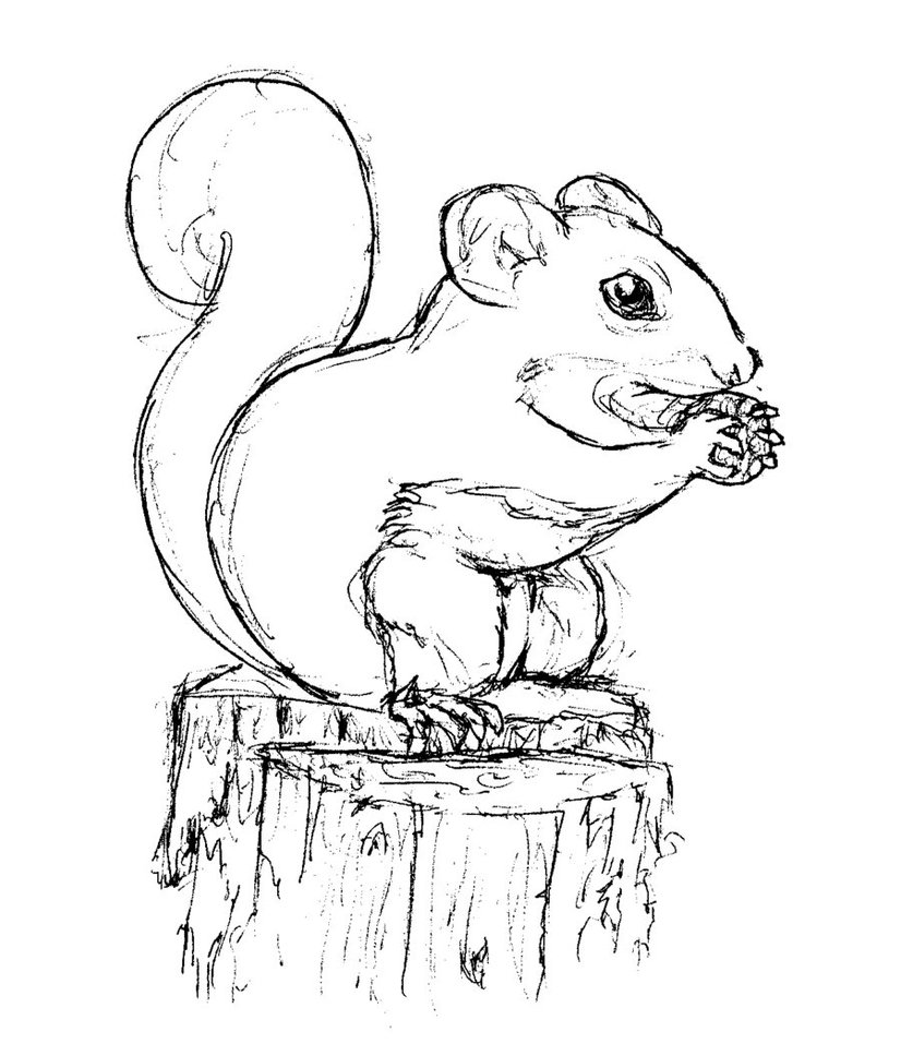 Free printable squirrel coloring pages for kids