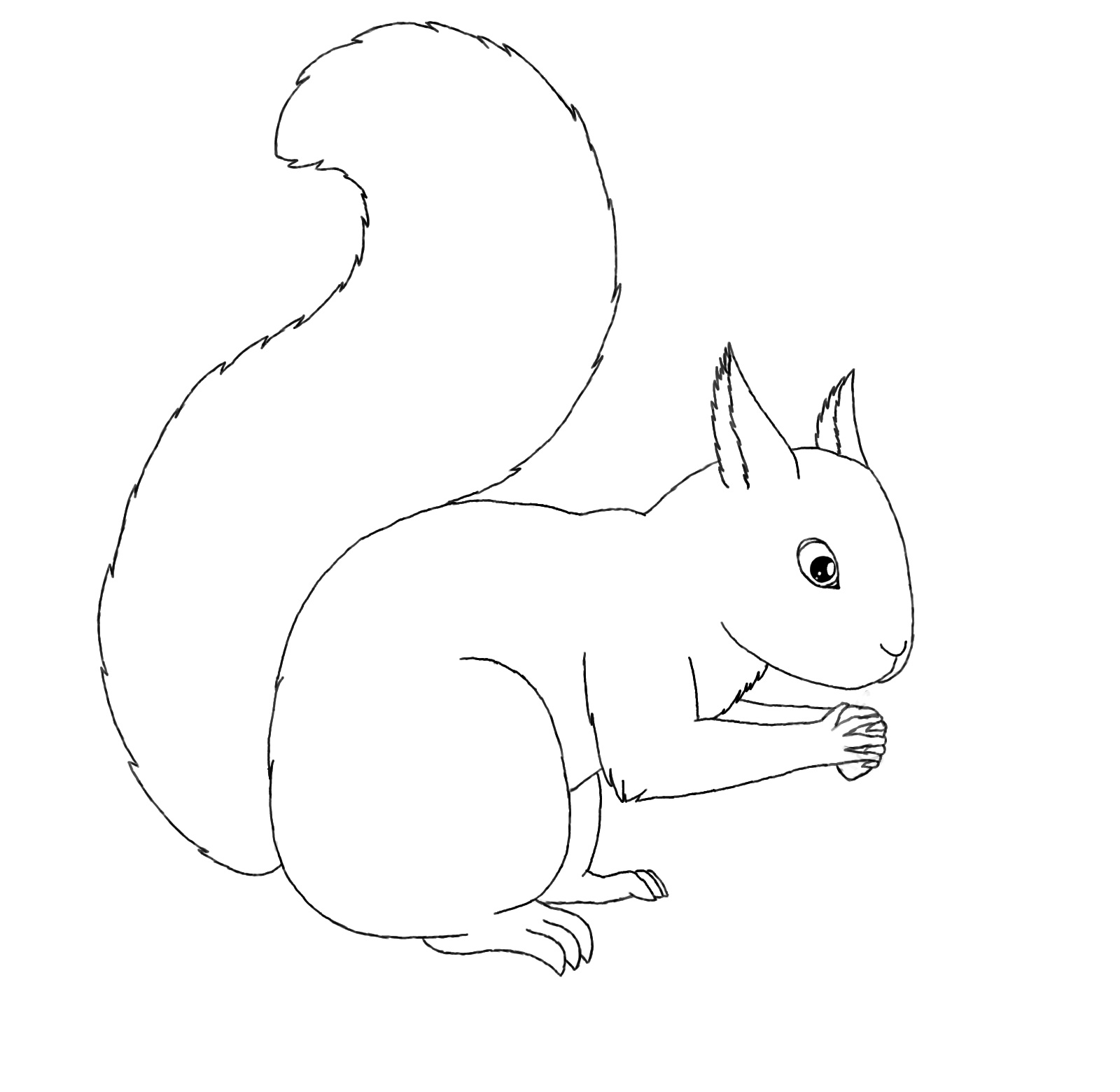 Free printable squirrel coloring pages for kids