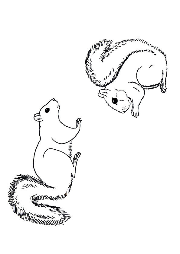 Free printable squirrel sney coloring picture assignment sheets pictures for child