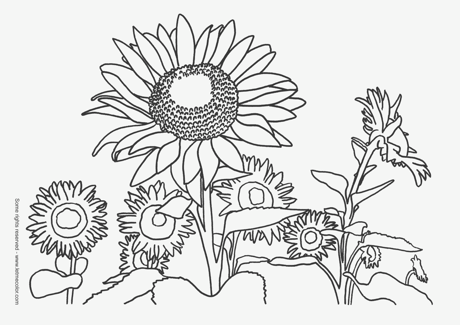 Sunflowers coloring page