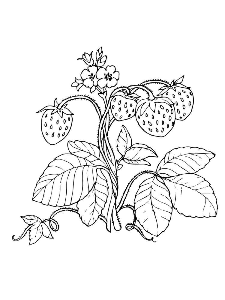 Drawing of strawberries on a bush coloring page