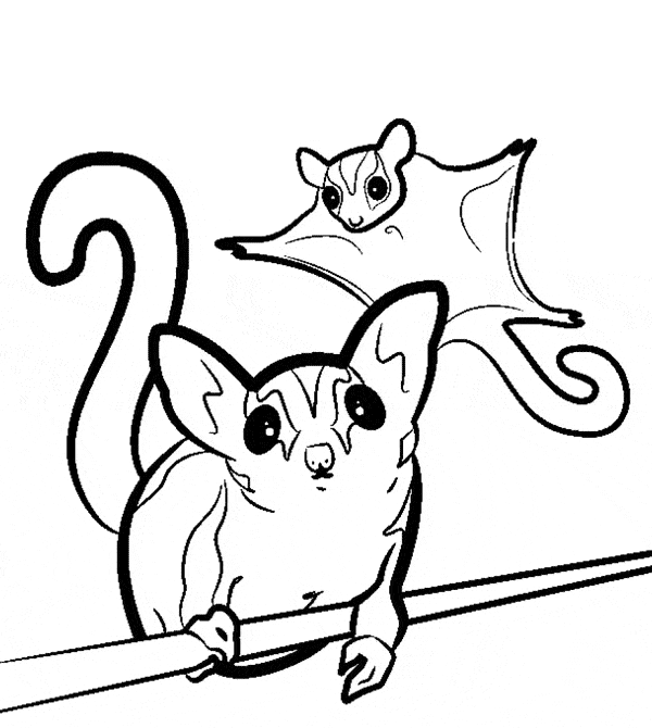 Sugar glider coloring page