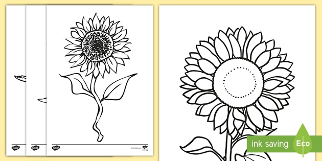 Sunflower template louring pages teacher made