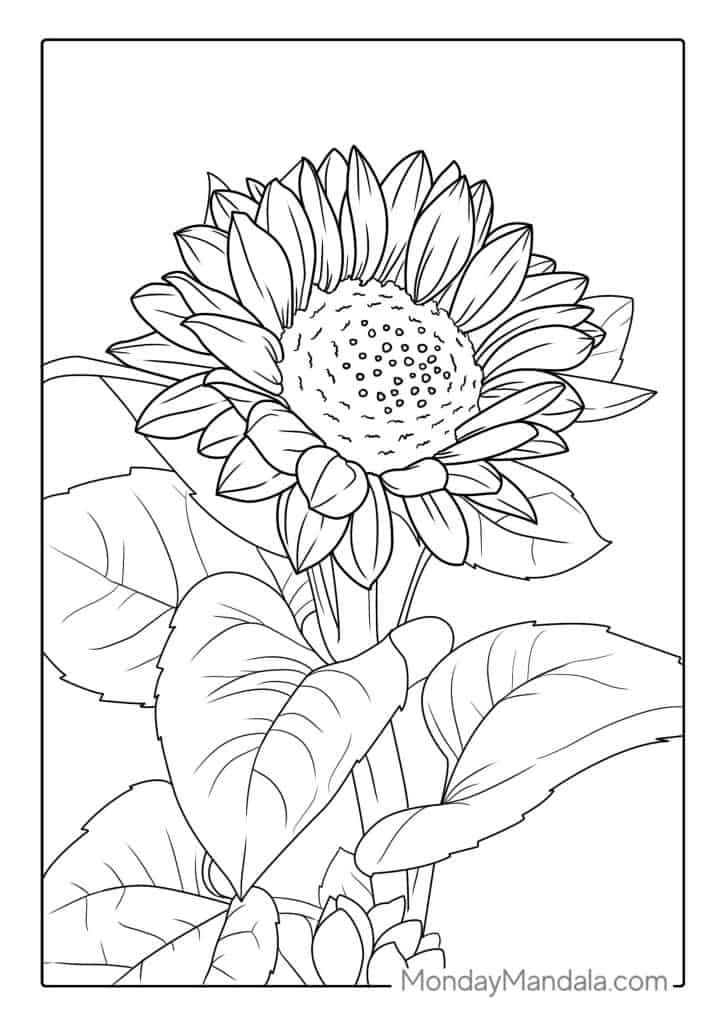 Sunflower coloring pages free pdf printables