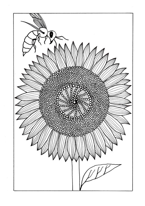 Sunflower coloring pages for adults