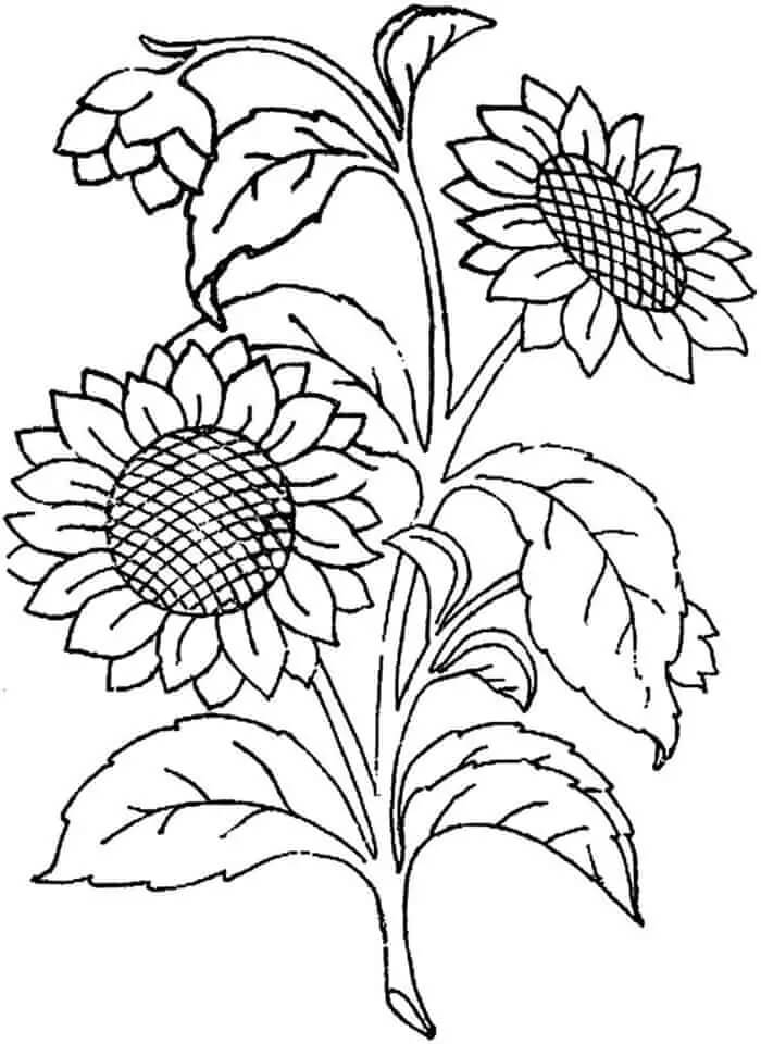 Sunflower free images coloring page