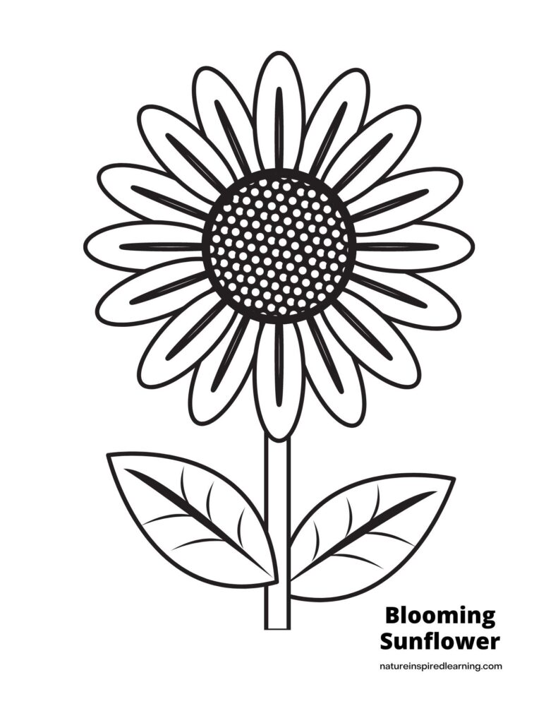 Sunflower coloring pages for kids