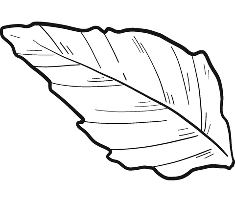 Sunflower leaf coloring page free printable coloring pages