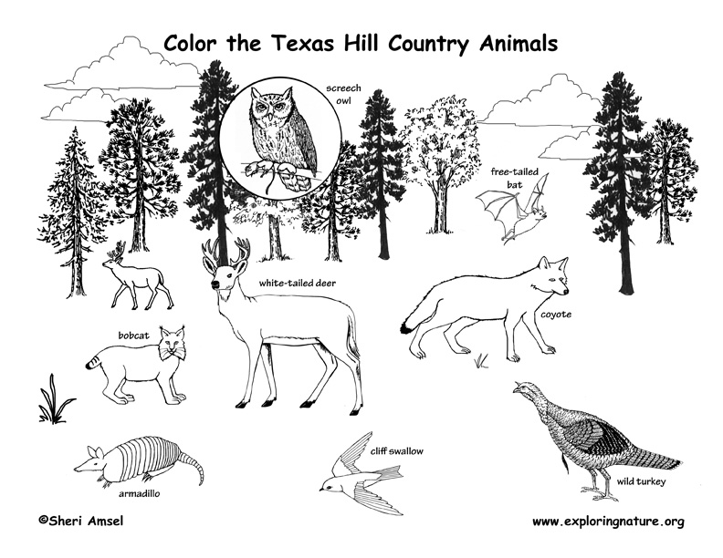 Texas hill country coloring page