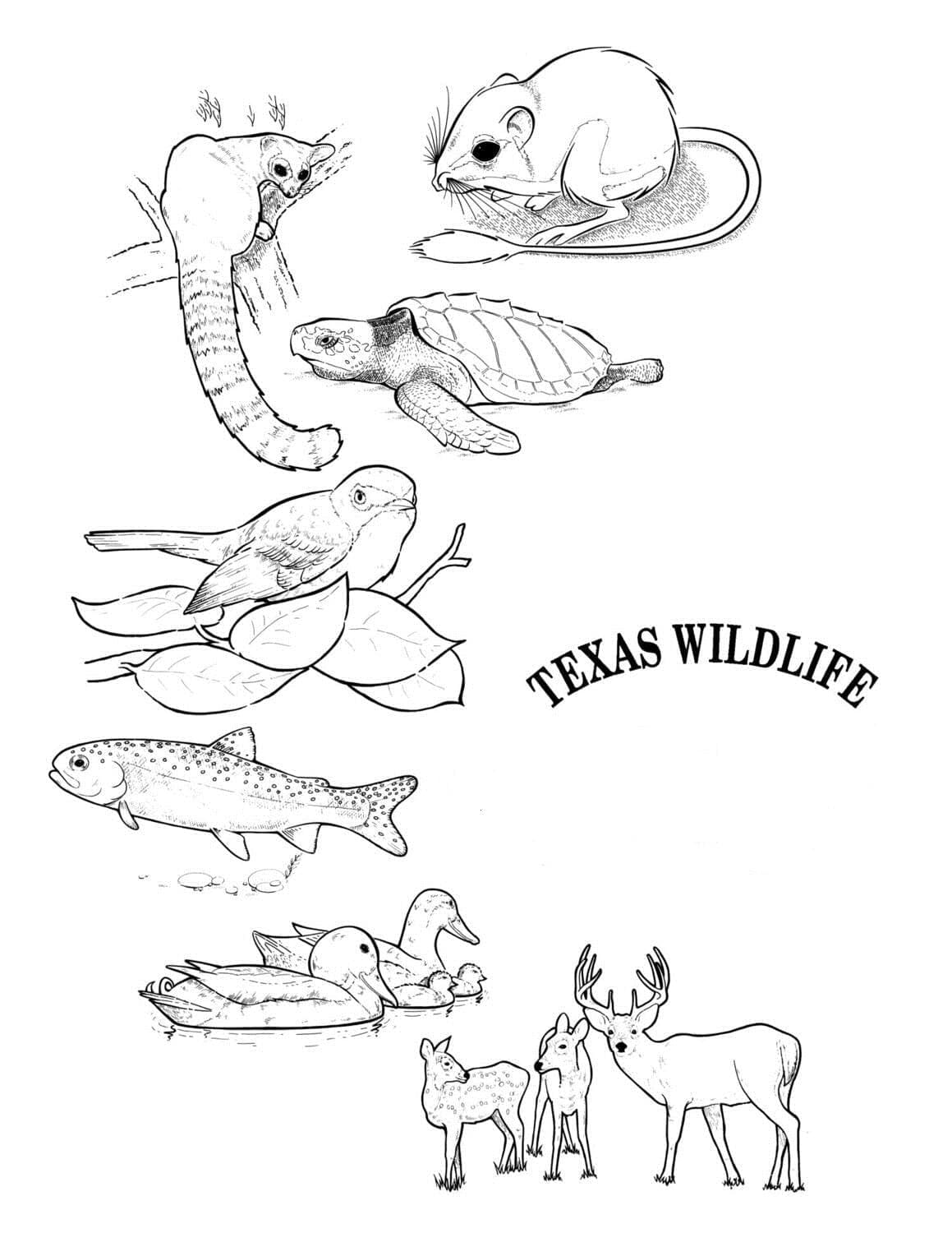 Texas wildlife coloring page