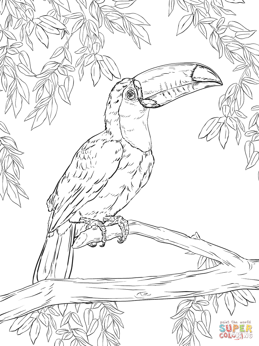 Toco toucan coloring page free printable coloring pages